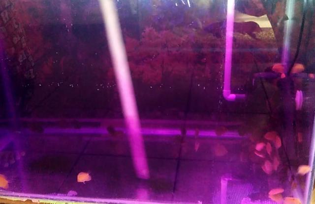 每一条观赏鱼入缸之前都要杀菌消毒,这样做是好还是坏?