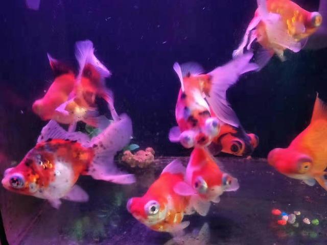 每一条观赏鱼入缸之前都要杀菌消毒,这样做是好还是坏?