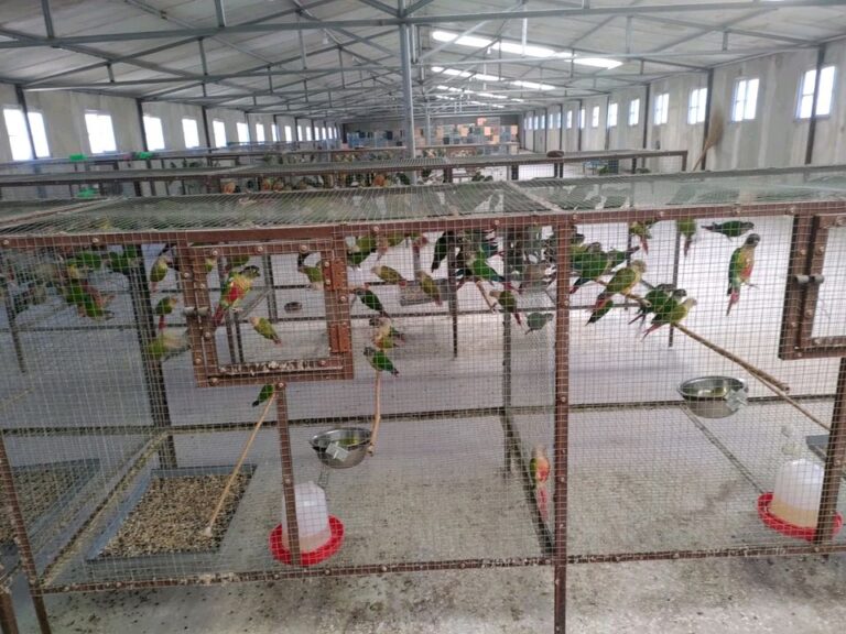 聪明小伙子在家饲养鹦鹉，靠这些“漂亮鹦鹉”，年入几十万 