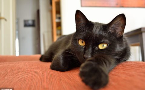 为什么没人养黑猫（不养黑猫的说法有哪些）