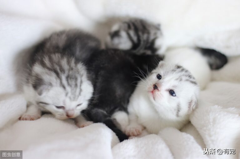 虎毒不食子,猫咪为什么会吃掉自己的孩子?