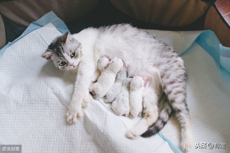 虎毒不食子,猫咪为什么会吃掉自己的孩子?