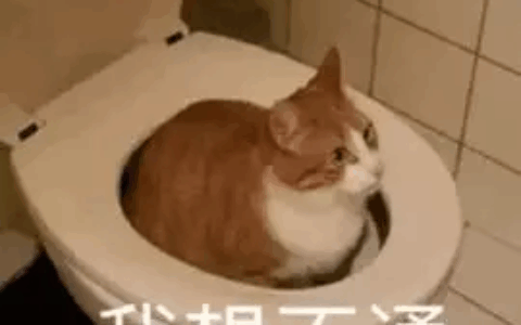 猫咪拉屎特别臭怎么办（猫便便巨臭原因与改善方法）