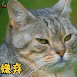 猫拉屎太臭怎么办？做好这3点有效改善，亲测有效的除臭妙招