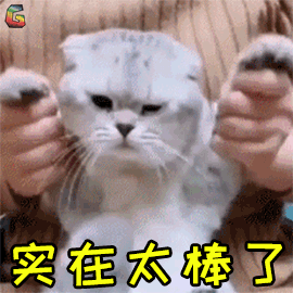 猫拉屎太臭怎么办？做好这3点有效改善，亲测有效的除臭妙招