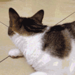 猫拉屎太臭怎么办？做好这3点有效改善，亲测有效的除臭妙招