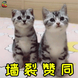 猫拉屎太臭怎么办？做好这3点有效改善，亲测有效的除臭妙招