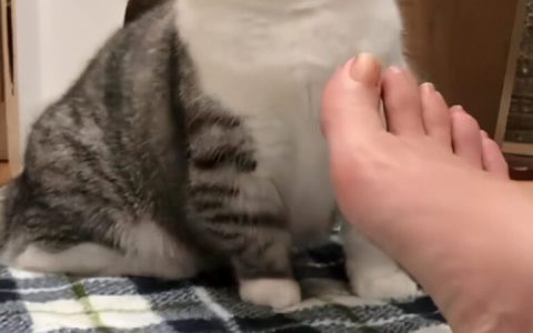 猫最怕什么味道（猫最讨厌的6种味道盘点）