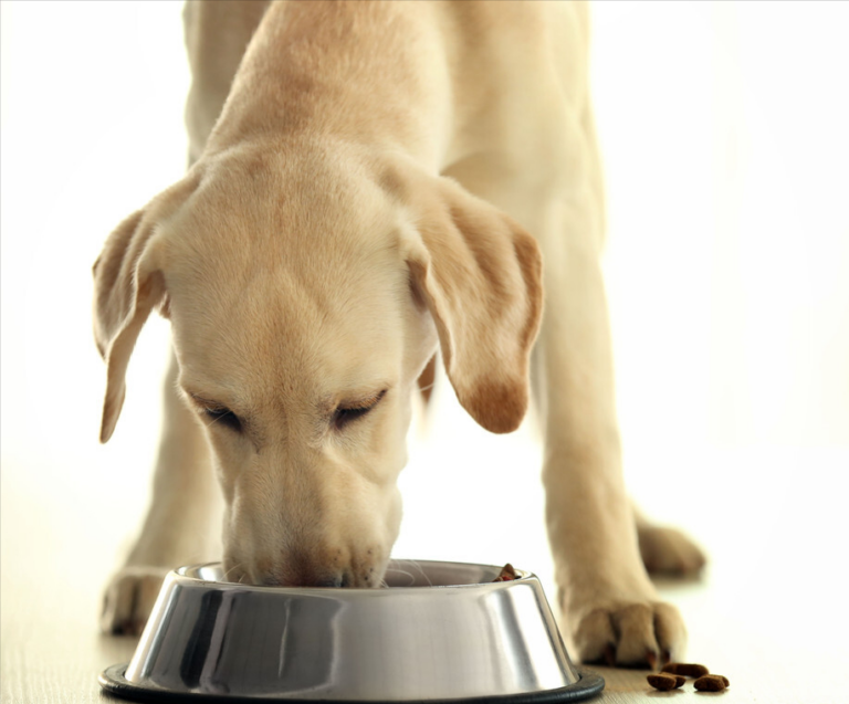 拉布拉多犬的价格：多少钱一只？