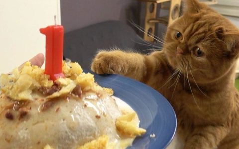 宠物猫可不可以吃蛋糕（分析蛋糕中的对猫有害的成分）