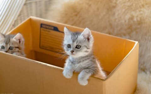 猫咪打喷嚏流鼻涕是感冒了吗，猫咪感冒了在家怎么治？