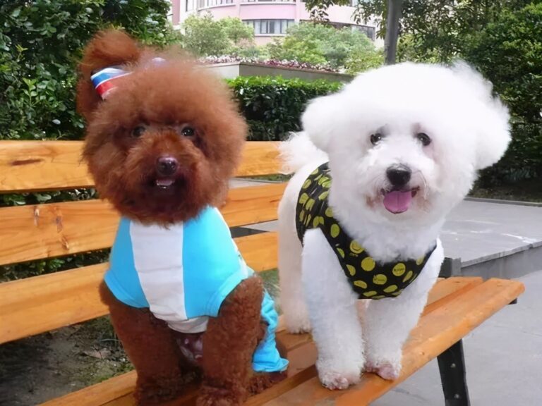 泰迪犬和比熊犬哪个更好养？通过这7点对比，相信你心里有答案了