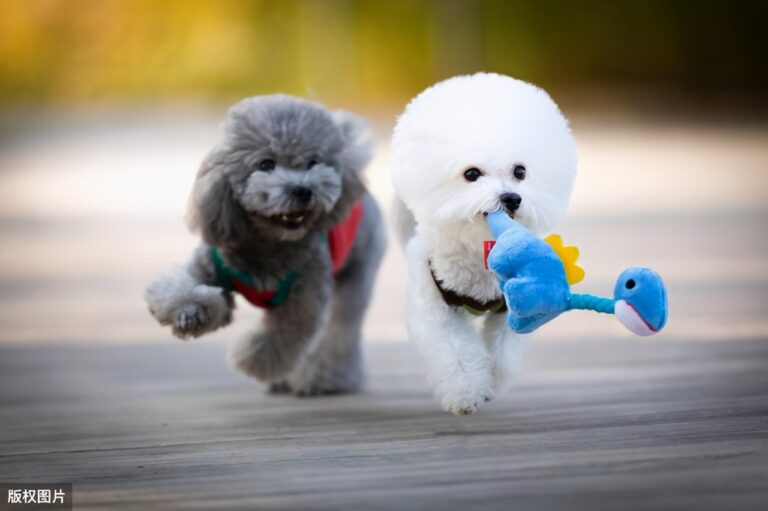 泰迪犬和比熊犬哪个更好养？通过这7点对比，相信你心里有答案了