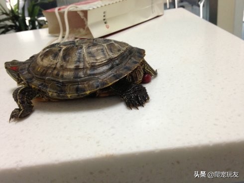 发现龟有脱肛症状，一定要及时治疗