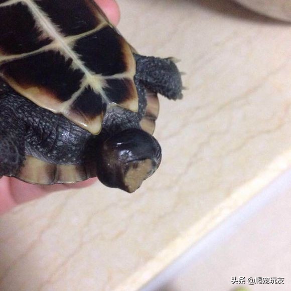 发现龟有脱肛症状，一定要及时治疗