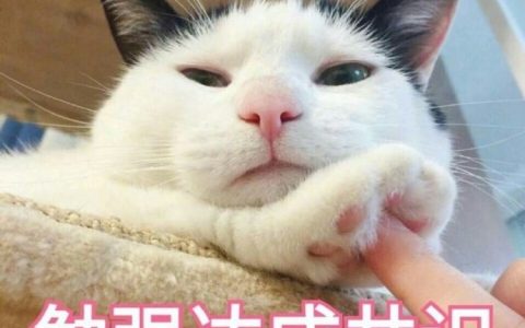 怎么让猫喜欢你粘着你（培养猫咪感情5个简单方法）
