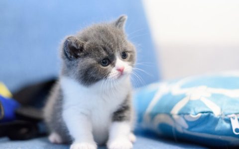 猫精神好但不爱吃东西（猫不吃东西原因与解决办法）