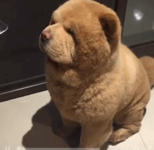 松狮犬的优缺点,感兴趣的朋友,可以了解一下