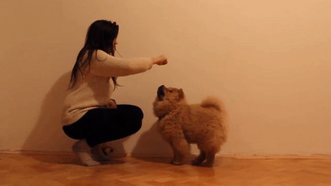 松狮犬的优缺点,感兴趣的朋友,可以了解一下