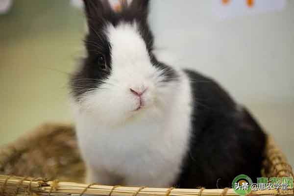 熊猫兔能长多大?熊猫兔多少钱一只?(附喂养方法)