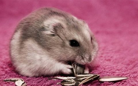 仓鼠装死是什么原因，仓鼠装死多久会醒来？