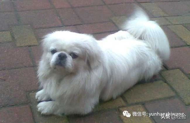 长不大的宠物狗有哪些（小型犬品种大全图片排名）