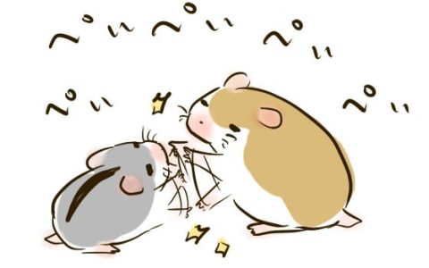 怎么避免仓鼠打架（仓鼠打架原因与处理办法）