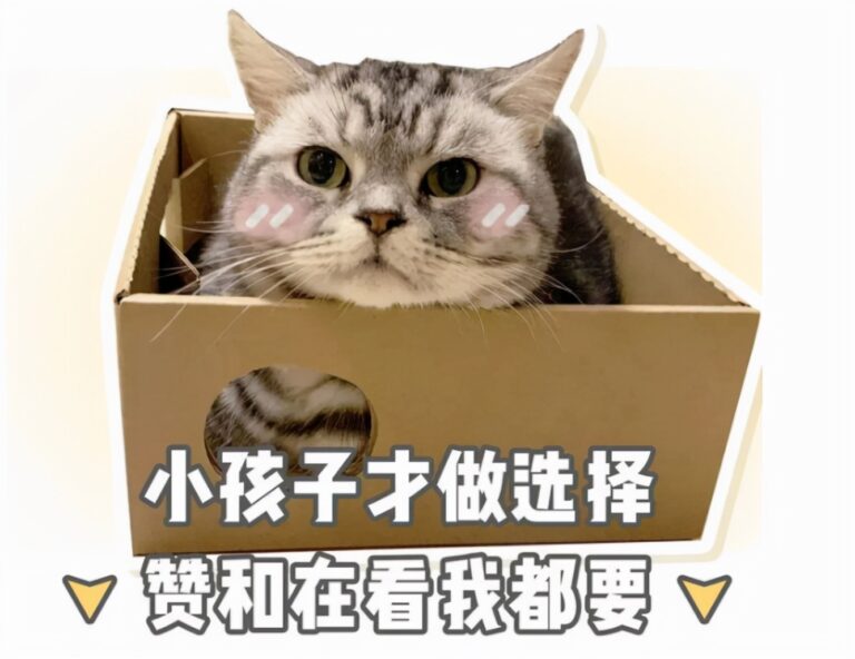 几个适合新手养的仓鼠品种,看看你喜欢哪种