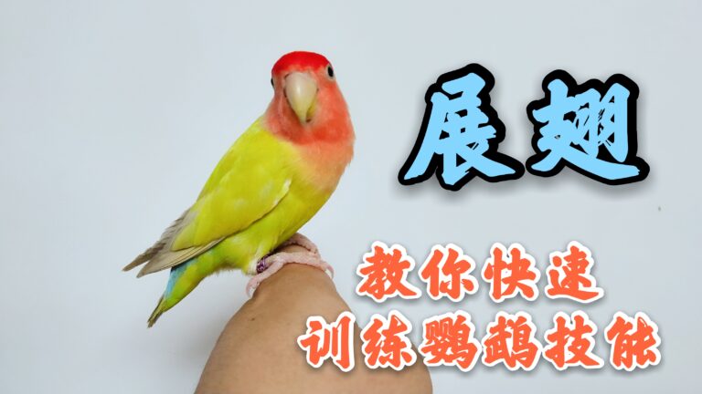 训练鹦鹉亲人或训练技能之前,必须要掌握的技巧,花钱都买不到哦