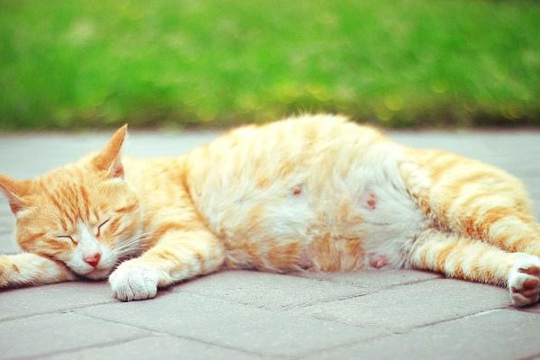 猫咪怀孕也会孕吐，可以通过下面这些方面来判断是否怀孕！