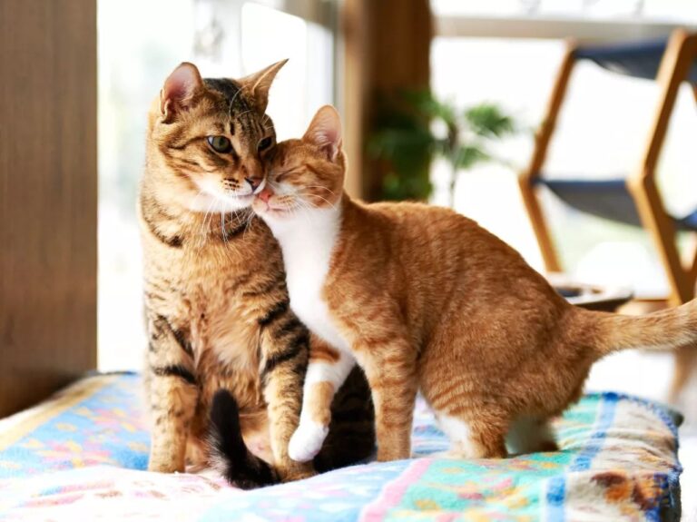 猫咪交配一般需要多久？