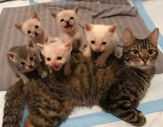 猫咪交配一般需要多久？