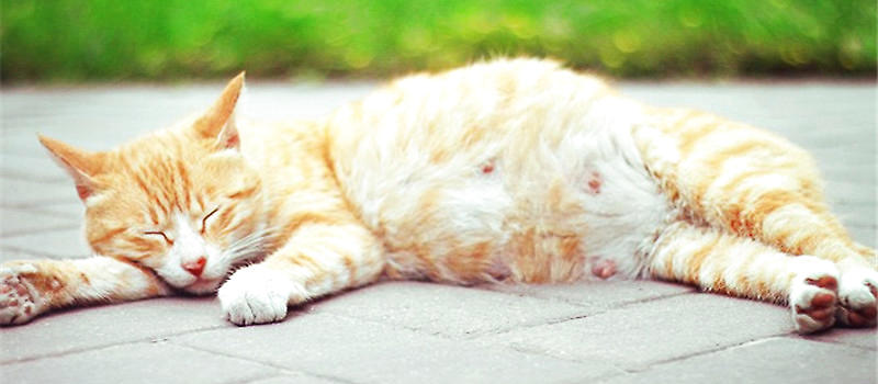 猫咪交配一般需要多久？