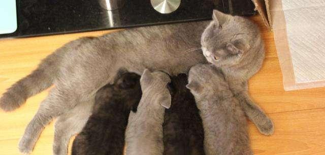 猫咪交配一般需要多久？