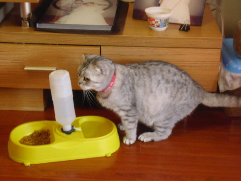 猫咪交配一般需要多久？