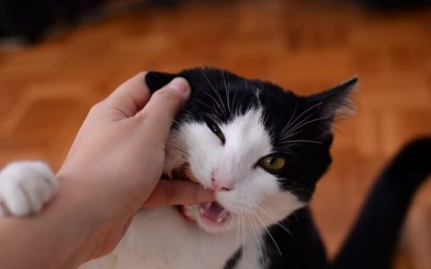 猫咬人是什么意思（导致猫咬人的5个原因）