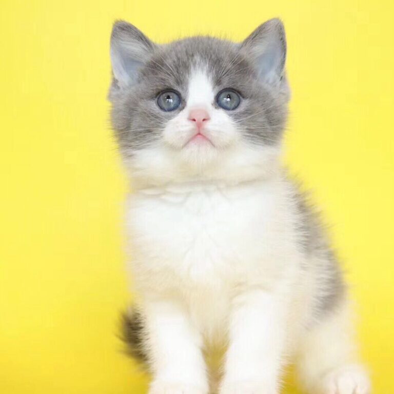 蓝白猫为什么比蓝猫贵（蓝白猫品相好的标准）