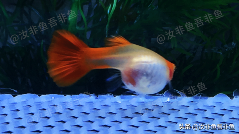 孔雀鱼生小鱼前兆，这两点很关键，孔雀鱼繁殖前的特征和表现