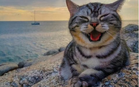 猫开心会怎么表现出来（猫心情好的7个表现）