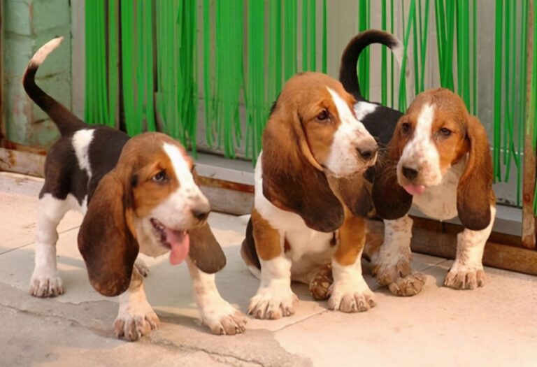 为什么“巴吉度犬”惨遭嫌弃?看完这些缺点你就懂了