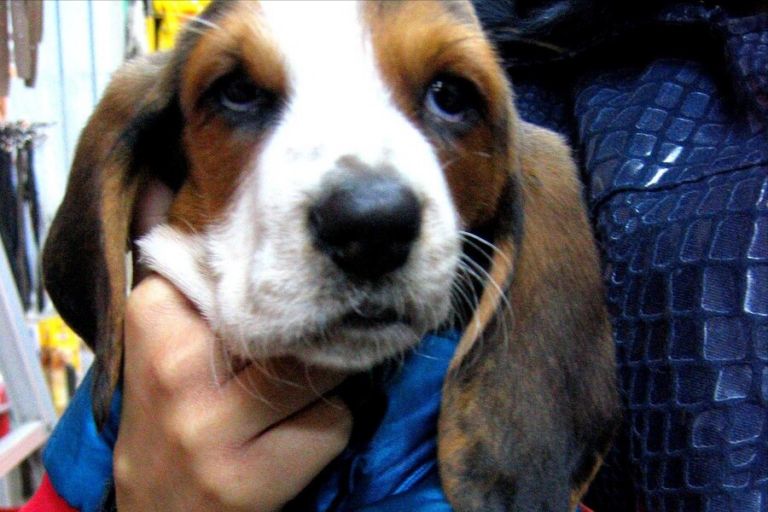 为什么“巴吉度犬”惨遭嫌弃?看完这些缺点你就懂了