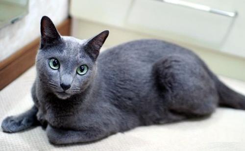 《猫和老鼠》中汤姆猫原来是这个品种！满满的回忆~