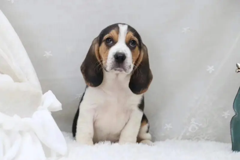 比格犬价格多少钱？比格犬和巴吉度的区别？