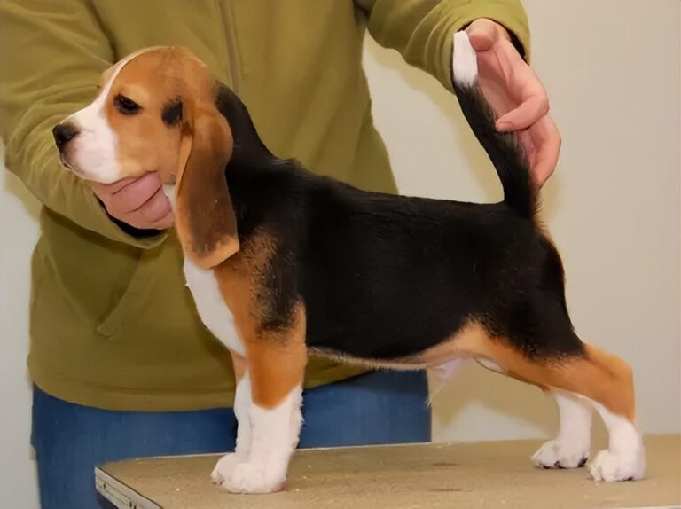 比格犬价格多少钱？比格犬和巴吉度的区别？