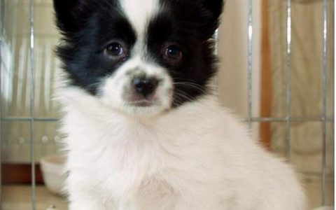 蝴蝶犬多少钱一只（挑选蝴蝶犬的方法）
