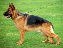 8种方法判断德国牧羊犬是不是纯种