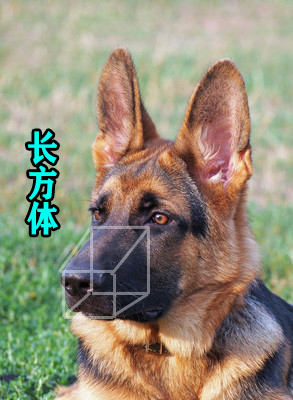 8种方法判断德国牧羊犬是不是纯种