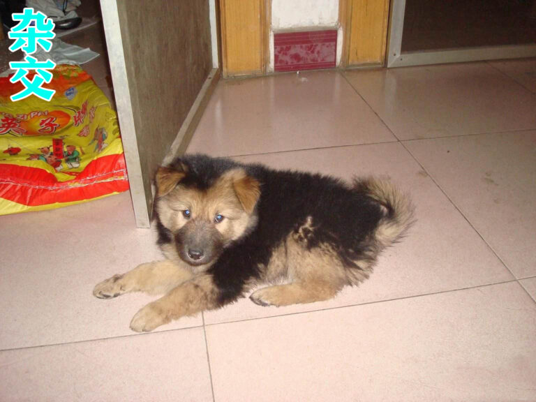 8种方法判断德国牧羊犬是不是纯种