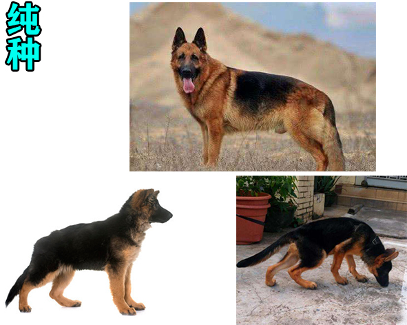 8种方法判断德国牧羊犬是不是纯种