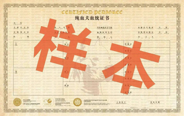 8种方法判断德国牧羊犬是不是纯种